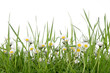 Gänseblümchen