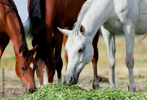 Photo: Arabian horses eat grass in field Arabian horses eat grass in field