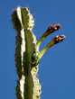 Ein Gedi San Pedro Cactus buds 2010