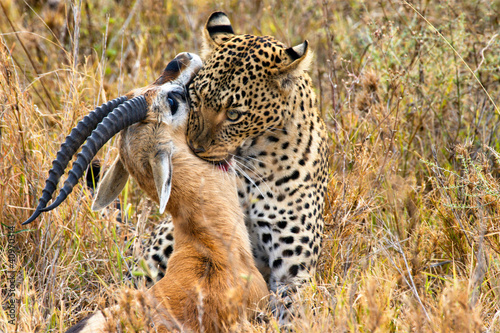 Photo: leopard catches its prey leopard catches its prey