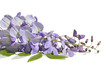glycine mauve