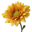 golden mum daisy in profile view isolated on white background