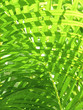palm leaves - tropical background