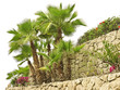oasis garden with palms oasis garden with palms