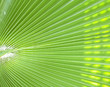 palm leaf - tropical background