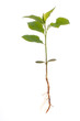 New life