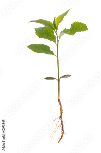 Photo: New life New life