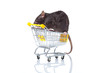 rat and the shopping cart. a rat with a basket rat and the shopping cart. a rat with a basket