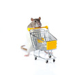 rat and the shopping cart. a rat with a basket rat and the shopping cart. a rat with a basket