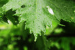 macro of green fresh leaf with rain drops macro of green fresh leaf with rain drops