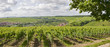 weinreben in unterfranken an der mainschleife