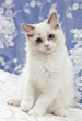 furry blue eyed white ragdol kitten on colorful lace background