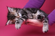 in human hands sleeping small siberian kitten on colorful backgr