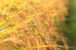 稲穂　ears of rice