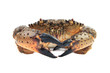 Stone crab (Eriphia verrucosa). Stone crab (Eriphia verrucosa).