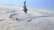 Blue spotted stingray feeding in the sand