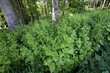 Knoblauchsrauke am Waldrand