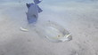 Blue spotted stingray feeding in the sand