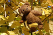 Teddybär auf einem Baum im Herbst Teddybär auf einem Baum im Herbst