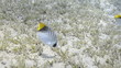 Masked butterfly fish