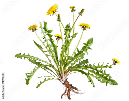 Photo: Dandelion Dandelion