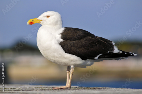 Photo: Closeup of profile Great Black-backed Gull (Larus marinus) Closeup of profile Great Black-backed Gull (Larus marinus)