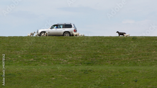 Photo: A farmer feeding a flock of sheep A farmer feeding a flock of sheep