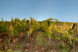 Blue sky over vineyard