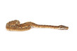 Ball python Ball python