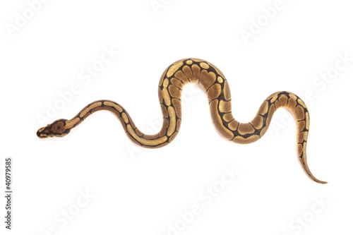 Photo: Ball python Ball python
