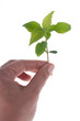 New life