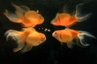 Two goldfish  swim in a water and reflection