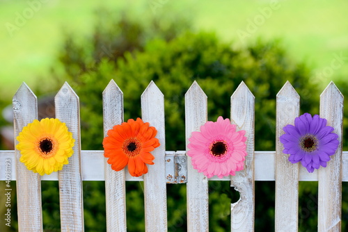 Foto: Blumen am Gartenzaun Blumen am Gartenzaun