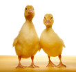 ducklings