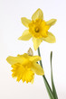 two yellow daffodils on bright background