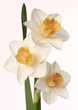 three daffodils on bright background