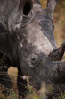 Grazing rhino