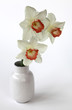 three daffodils in vase on white background