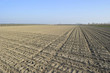 Agricoltura in campo