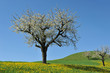 Kirschbaum