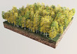 Alberi autunno sezione terreno