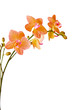 Wellness,Orchidee