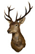Deer head on a white background
