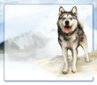 Alaskan malamute