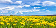 Foto: Frühlingswiese Frühlingswiese