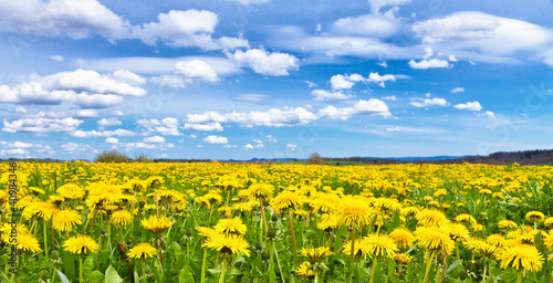 Photo: Frühlingswiese Frühlingswiese