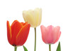 Colorful tulips isolated on white background