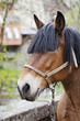 cheval