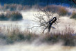 scary fog