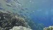 School of blue fusilier fish